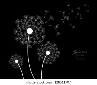 The wind inflates a dandelion. Image on the black background.