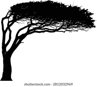 Wind swept tree silhouette with bent branches isolated on white