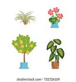 Window gardening infographic elements. Vector set of flat illustration of horticultural sundry  isolated on white. House growing potted houseplants set for greenhouse design and flowers in pots EPS 10