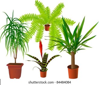 Window plants collection (vector illustration)