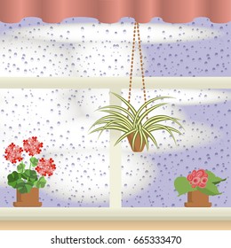 A window with Raindrops, curtains and flowers. Coloful cartoon vector illustration