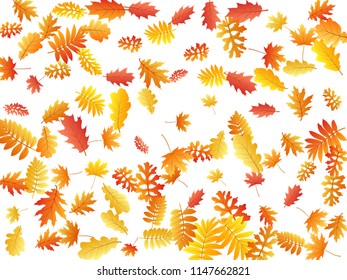 Windy flying maple oak ash leaves abstract background seasonal vector illustration. Autumn leaves falling graphic design. Fall season specific vector background. Oak tree autumn foliage on white.
