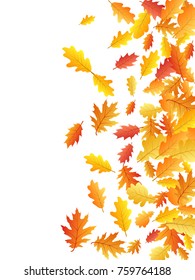 Windy flying oak leaf abstract background seasonal vector illustration. Autumn leaves falling graphic design. Fall season specific vector background. Oak tree autumn foliage on white backdrop