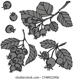 Vector de línea negra de baya de vino