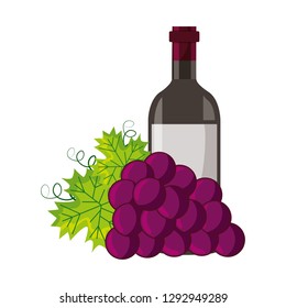 wine bottle bunch fresh grapes vector illustration
