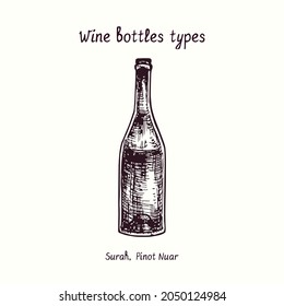 Wine bottles types collection, Surah, Pinot Noir. Ink black and white doodle drawing in woodcut style.