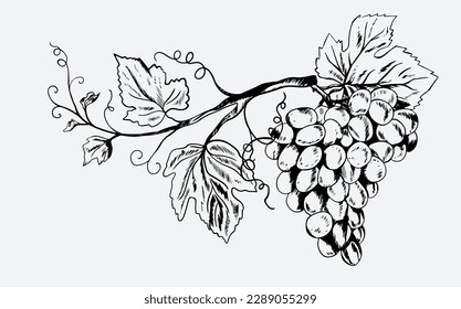 dibujo de vino de tintas negras para afiches, empaquetado de etiquetas, banner, impresión de arte, menú. afiche de vino. boceto ecológico de granja de vinos