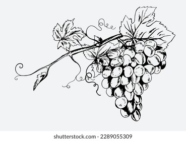 wine drawing of black ink sketch for poster, label packaging, banner, art print, menu. wine poster. wine farm organic sketch