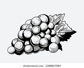 wine farm of sketch ink drawing for poster, banner, label packaging
