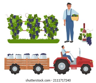 Wine grape harvesting, the first step in winemaking process, flat vector illustration. Vineyard, farmer or gardener with basket, tractor transporting grapes to the winery.
