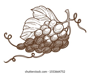 Uva de vino, uvas orgánicas, acercar. Grupo de bayas, vid con tendrilos. Viñetería, fruta madura, cosecha para la producción de vino. Ilustración dibujada a mano, detallada, aislada en fondo blanco.