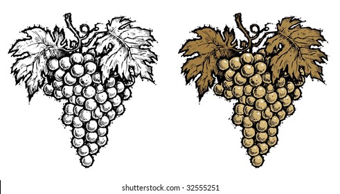 Wine Grape - Sepia, Black & White