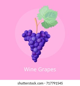 Wine grapes icon, close up of branch with ripe berries of blue color and green leaf vector illustration isolated on pink background