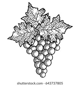 wine grapes isolated icon