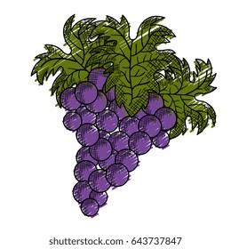 wine grapes isolated icon