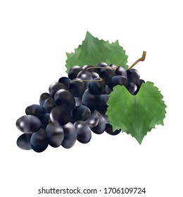  Uvas vitivinícolas grupo realista de iconos vectoriales. ilustración vectorial de uvas.