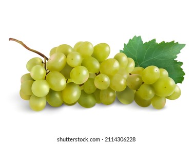 uvas de vino, uvas de mesa, realismo. Fruta fresca. objetos vectoriales realistas