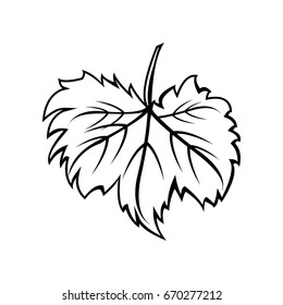 wine leaf. Illustration for label, card, menu decoration covers
