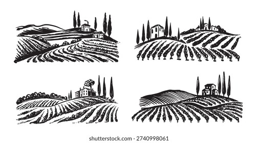 Wine plantations hand drawn on white