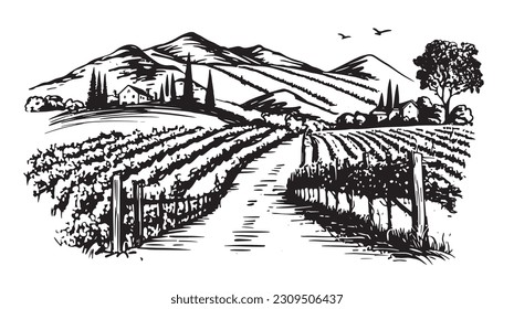 Wine plantations hand drawn, vector.	