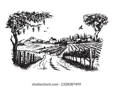 Wine plantations hand drawn, vector.	