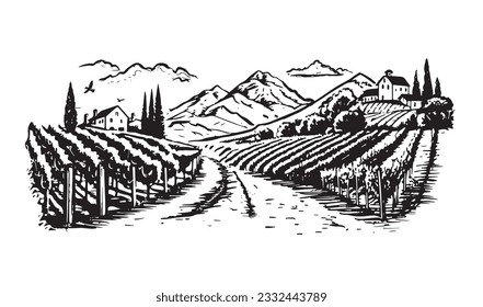 Wine plantations hand drawn, vector.	