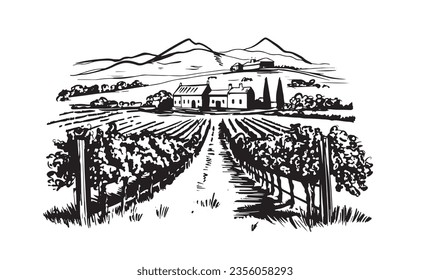 Wine plantations hand drawn, vector.	