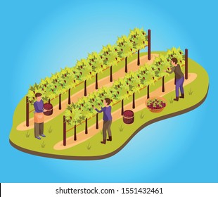 Wine production background with harvest and vineyard symbols isometric vector illustration