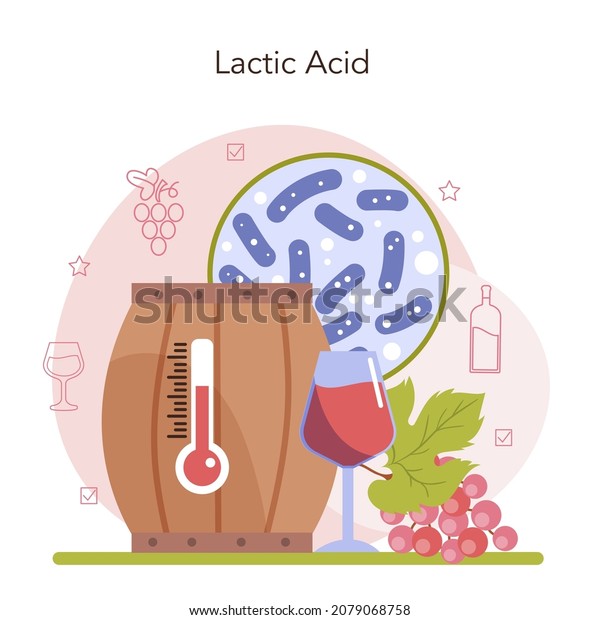 Wine production concept.\
Alcohol drink traditional making process and technology. Wine\
malolactic fermentation. Grape wine in a bottle or glass. Flat\
vector illustration