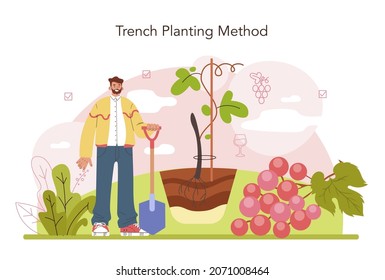 Wine production concept. Grape tree selection and cultivation. Vineyard selection and grape planting. Good harvest. Alcohol drink characteristics. Flat vector illustration