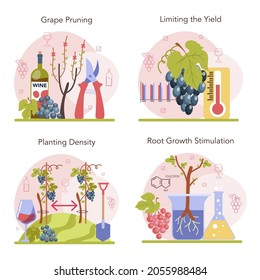Wine production concept set. Grape selection and cultivation. Grape pruning, roots growth stimulation and trees planting density. Alcohol drink characteristics. Flat vector illustration