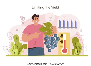 Wine production. Grape selection and cultivation. Grape pruning, roots growth stimulation and trees planting density. Alcohol drink characteristics. Flat vector illustration
