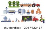 Wine production process infographic, flat vector illustration. Wine making steps harvesting, crushing, fermentation, pressing, aging and bottling. Distribution, consumption.