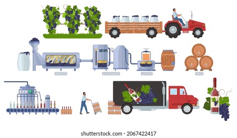 Wine Production Process Infographic, Flat Vector Illustration. Wine Making Steps Harvesting, Crushing, Fermentation, Pressing, Aging And Bottling. Distribution, Consumption.