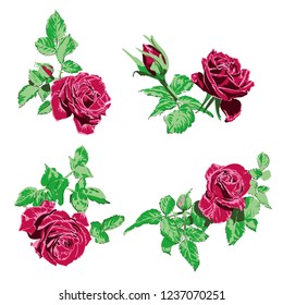 Wine red rose flower on white background, green leaves surrounded by flowers, vector elements, hand drawn