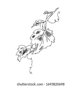 Winemaking 2. Hand drawn illustrations with grapes and leaves on a white background. Ink pen picture in vector