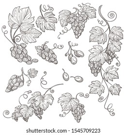 Winemaking, grape bunch, berries cluster, vine plantation harvest, isolated sketches vector. Vineyard, wine ingredient, viticulture and agriculture, winery. Organic product, farm plant growing