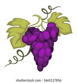 Winemaking, grape bunch, berries cluster, vine plantation harvest vector. Vineyard, wine ingredient, viticulture and agriculture, winery fruit crop. Organic product, farm plant growing, foliage