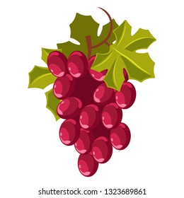 Winemaking grape bunch berry cluster vine plantation harvest vector vineyard wine ingredient viticulture and agriculture winery fruit crop organic product farm plant growing alcohol drink production