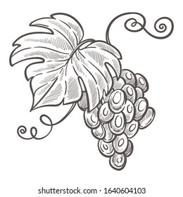Winemaking, grape bunch isolated sketch, berries cluster, vine plantation harvest vector. Vineyard, wine ingredient, viticulture and agriculture, winery business. Organic product, farm plant growing