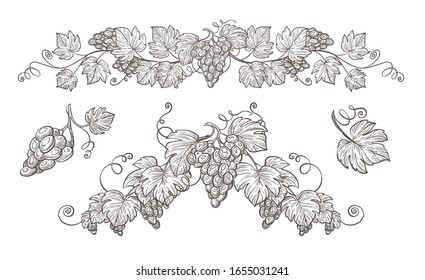Winemaking, grape bunches, berries cluster, vine plantation harvest, isolated sketches vector. Vineyard and winery, wine ingredient, viticulture and agriculture. Organic product, farm plant growing