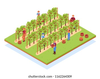 Winery isometric composition with workers in hats with baskets during harvesting on vineyard vector illustration 