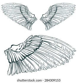 wing, drawing,vector, illustration, angel, set