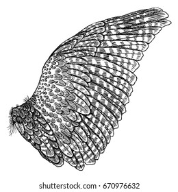 Wing. Hand drawn detailed bird wing. For card, poster, t-shirt, smart phone, CD print design. Vector.