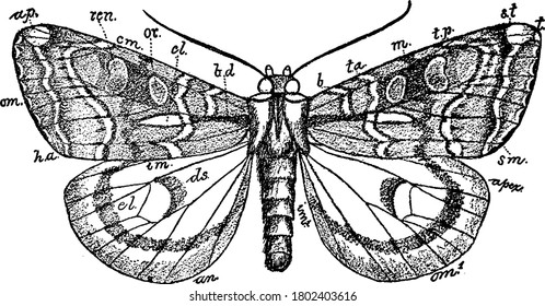 Wing of an owlet-moth, with crescent spots and bands in forewing and oblique bands running across the hind wings. All of its markings are defined and named, vintage line drawing or engraving.