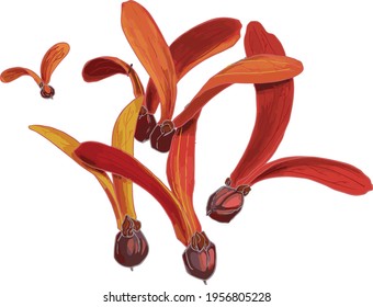 semilla de alas de árboles de dipterocarpo estilo vectorial