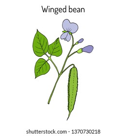 Winged bean (psophocarpus tetragonolobus), medicinal plant. Hand drawn botanical vector illustration