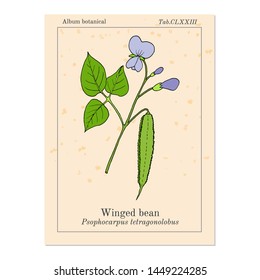 Winged bean (psophocarpus tetragonolobus), medicinal plant. Hand drawn botanical vector illustration