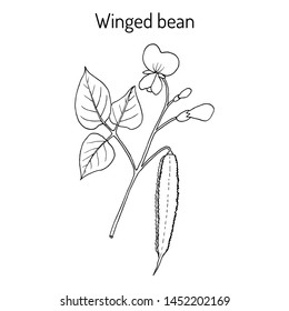 Winged bean (psophocarpus tetragonolobus), medicinal plant. Hand drawn botanical vector illustration