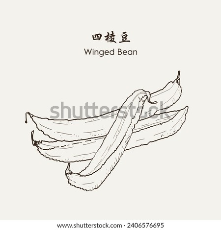 Winged Bean 四棱豆. Vegetable vector EPS 10 商業照片 © 